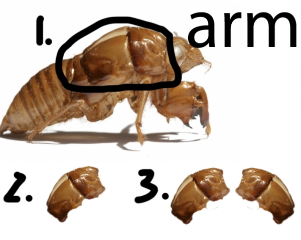 Creation of Robot fly! (updated): Step 11